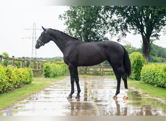 KWPN, Merrie, 3 Jaar, 165 cm, Zwart