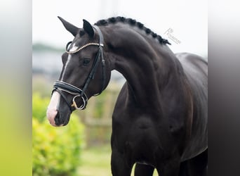 KWPN, Merrie, 3 Jaar, 165 cm, Zwart