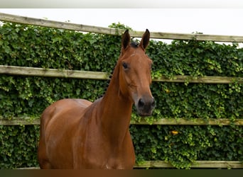 KWPN, Merrie, 3 Jaar, 166 cm, Bruin