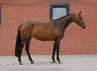 KWPN, Merrie, 3 Jaar, 166 cm, Bruin