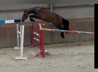 KWPN, Merrie, 3 Jaar, 166 cm, Bruin