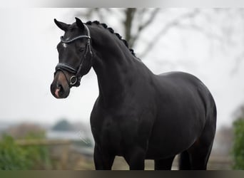 KWPN, Merrie, 3 Jaar, 166 cm, Donkerbruin