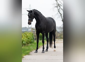 KWPN, Merrie, 3 Jaar, 166 cm, Donkerbruin