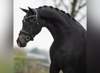 KWPN, Merrie, 3 Jaar, 166 cm, Donkerbruin