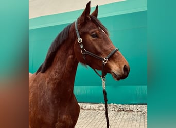 KWPN, Merrie, 3 Jaar, 166 cm, Donkerbruin