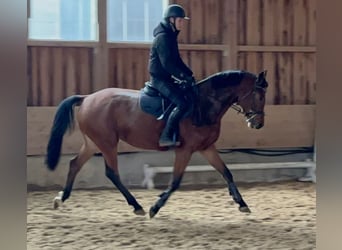 KWPN, Merrie, 3 Jaar, 166 cm, Donkerbruin
