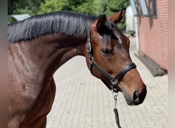 KWPN, Merrie, 3 Jaar, 166 cm, Donkerbruin