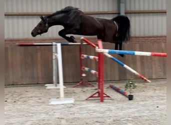 KWPN, Merrie, 3 Jaar, 166 cm, Donkerbruin