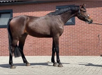 KWPN, Merrie, 3 Jaar, 166 cm, Donkerbruin