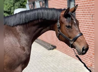 KWPN, Merrie, 3 Jaar, 166 cm, Donkerbruin