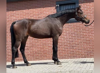 KWPN, Merrie, 3 Jaar, 166 cm, Donkerbruin