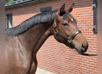 KWPN, Merrie, 3 Jaar, 166 cm, Donkerbruin