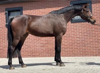 KWPN, Merrie, 3 Jaar, 166 cm, Donkerbruin