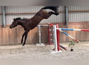 KWPN, Merrie, 3 Jaar, 166 cm, Donkerbruin