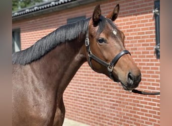 KWPN, Merrie, 3 Jaar, 166 cm, Donkerbruin