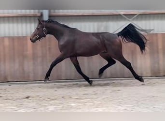 KWPN, Merrie, 3 Jaar, 166 cm, Donkerbruin