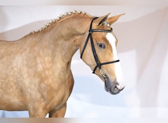 KWPN, Merrie, 3 Jaar, 166 cm, Palomino