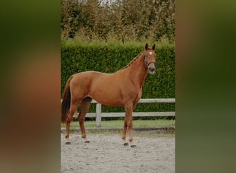 KWPN, Merrie, 3 Jaar, 166 cm, Vos