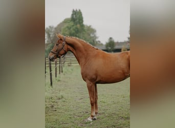 KWPN, Merrie, 3 Jaar, 166 cm, Vos