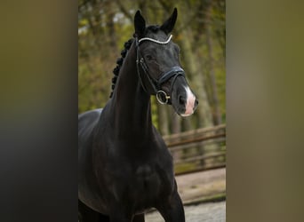 KWPN, Merrie, 3 Jaar, 166 cm, Zwart