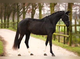 KWPN, Merrie, 3 Jaar, 166 cm, Zwart