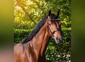 KWPN, Merrie, 3 Jaar, 167 cm, Bruin