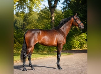 KWPN, Merrie, 3 Jaar, 167 cm, Bruin