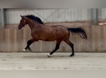 KWPN, Merrie, 3 Jaar, 167 cm, Bruin