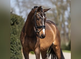 KWPN, Merrie, 3 Jaar, 167 cm, Bruin