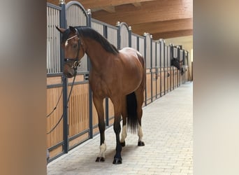 KWPN, Merrie, 3 Jaar, 167 cm, Bruin