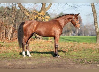 KWPN, Merrie, 3 Jaar, 167 cm, Bruin