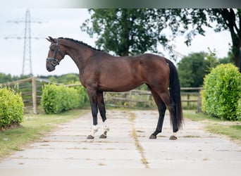 KWPN, Merrie, 3 Jaar, 167 cm, Bruin