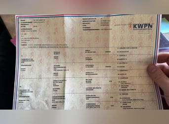 KWPN, Merrie, 3 Jaar, 167 cm, Bruin