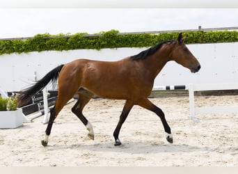 KWPN, Merrie, 3 Jaar, 167 cm, Bruin