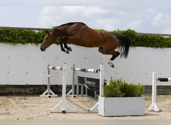 KWPN, Merrie, 3 Jaar, 167 cm, Bruin