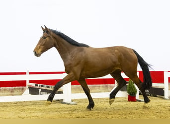 KWPN, Merrie, 3 Jaar, 167 cm, Bruin