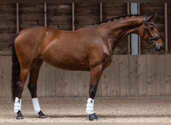 KWPN, Merrie, 3 Jaar, 167 cm, Donkerbruin