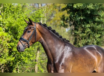KWPN, Merrie, 3 Jaar, 167 cm, Donkerbruin