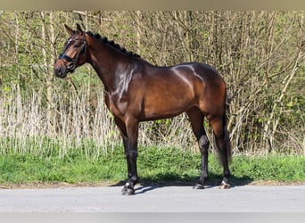 KWPN, Merrie, 3 Jaar, 167 cm, Donkerbruin