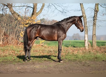 KWPN, Merrie, 3 Jaar, 167 cm, Donkerbruin