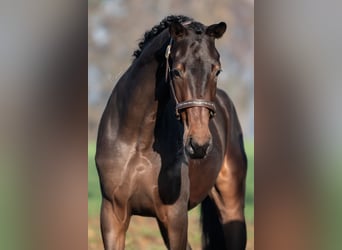 KWPN, Merrie, 3 Jaar, 167 cm, Donkerbruin