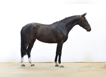 KWPN, Merrie, 3 Jaar, 167 cm, Donkerbruin