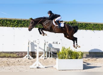 KWPN, Merrie, 3 Jaar, 167 cm, Donkerbruin