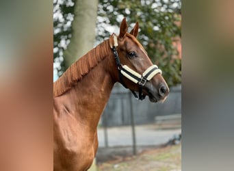 KWPN, Merrie, 3 Jaar, 167 cm, Donkere-vos