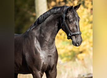 KWPN, Merrie, 3 Jaar, 167 cm, Zwart