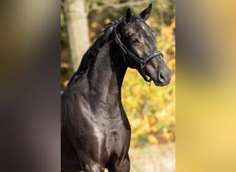 KWPN, Merrie, 3 Jaar, 167 cm, Zwart