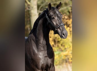 KWPN, Merrie, 3 Jaar, 167 cm, Zwart