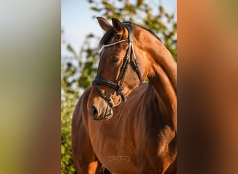 KWPN, Merrie, 3 Jaar, 168 cm, Bruin
