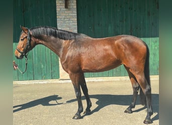 KWPN, Merrie, 3 Jaar, 168 cm, Bruin