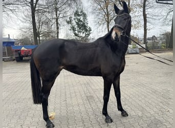 KWPN, Merrie, 3 Jaar, 168 cm, Donkerbruin